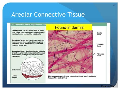 Ppt Tissues Powerpoint Presentation Free Download Id6210096