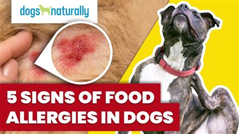 What Foods Can Dogs Be Allergic To