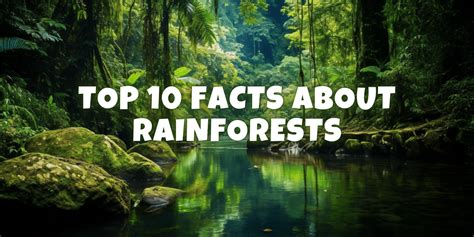 Rainforests Top 10 Astonishing Facts You Must Know