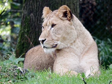 Longleat Safari Park Lion Dave Smith Flickr