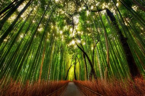 50 Mind Blowing Examples Of Landscape Photography Bamboo Forest Japan