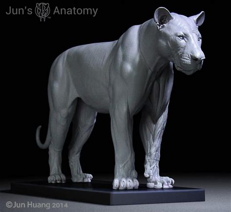Five star (4.66) willa and ashleigh are treated to a fancy restaurant. Jun Huang's 3D Printed Big Cat Anatomy Models a Smashing ...