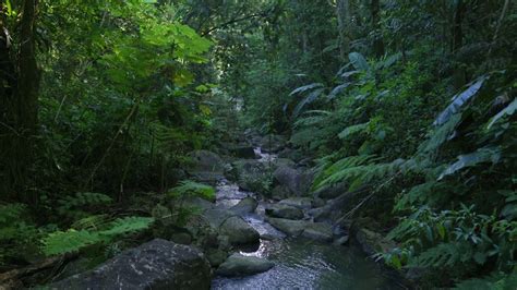 Ruta Del Río En El Bosque Nacional El Yunque Puerto Rico Youtube