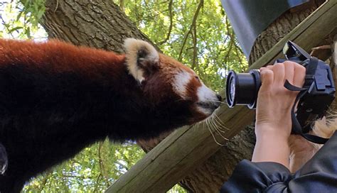 Red Panda Experience Red Panda Encounter Uk Drusillas Park