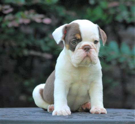 Meet Elsa (SOLD) - Olde English Bulldogge Puppy For Sale