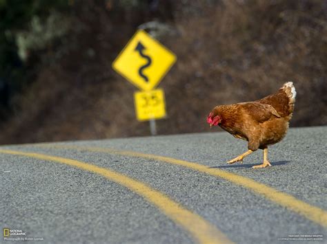Why Did The Chicken Cross The Road Itecpp