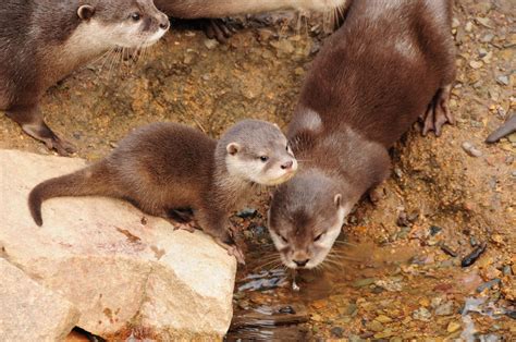 Adorable Photos Of Baby Otters Thatll Make Your Day Better Readers