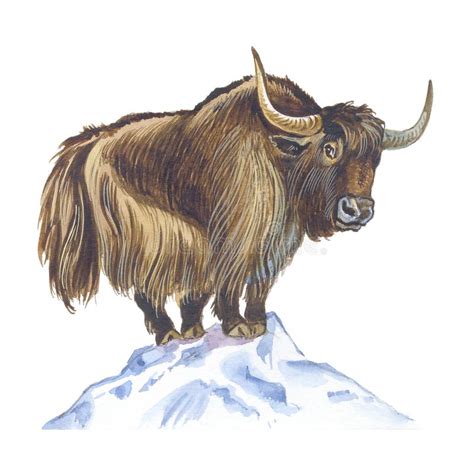 Yak Stock Illustration Illustration Of Bovine Livestock 16682450
