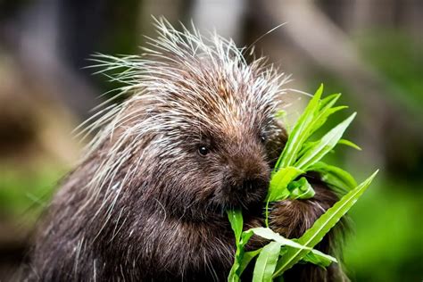Can You Eat Porcupine Naturenibble