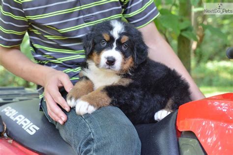 It is likely that the molosser bred with farm dogs from the swiss alps in the. Bernese Mountain Dog puppy for sale near Cleveland, Ohio ...