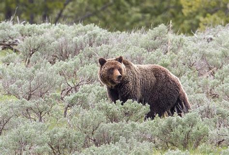 How Many Endangered Species Are In Yellowstone National Park