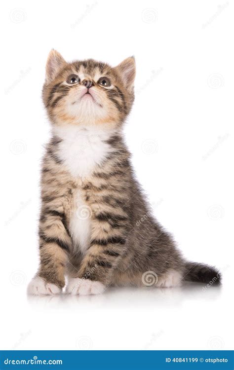 Adorable Tabby Kitten Stock Image Image Of Curious Portrait 40841199