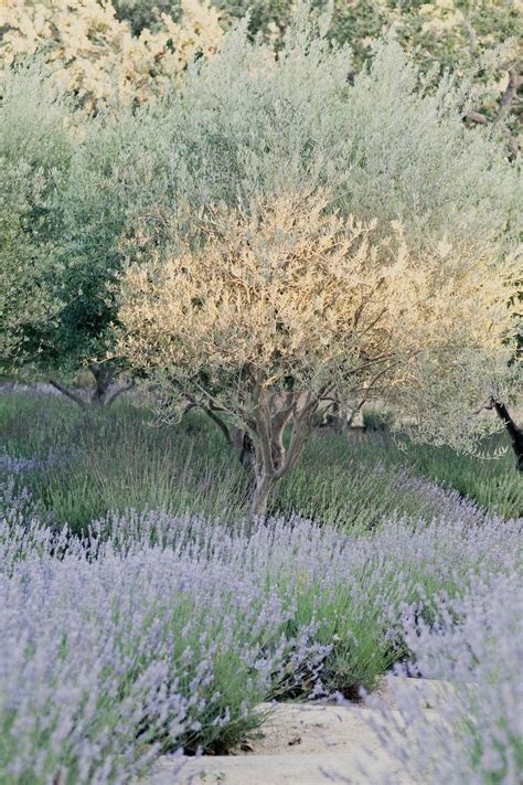 Olive trees are ancient plants. Pin on MARIAGE EN BLEU | BLUE WEDDING