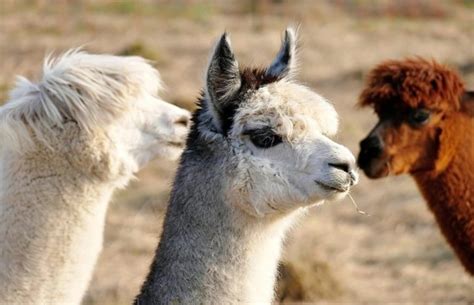 How To Raise Alpacas A Beginners Guide To Owning And Farming