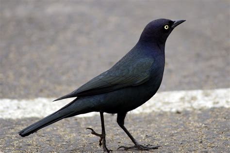 The Nature Of Framingham Those Cute Western Blackbirds
