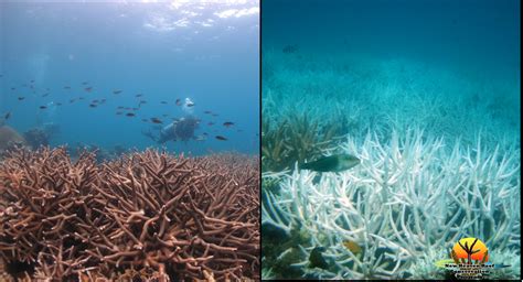 Herbivores Might Save Coral Reefs On Pasture