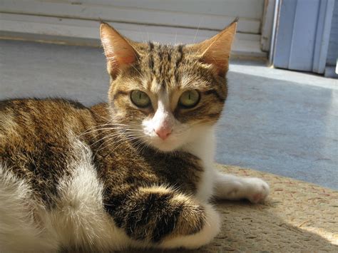 Shimmer Young Broadstrip Tri Colour Tabby Cat She Has Tw Helena