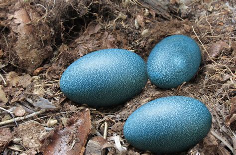 Yvonne this emu/color/egg/etching/wax sculpture is one of a kind and once sold will no longer be available. What Came First, the Emu or the Egg? | American Emu ...