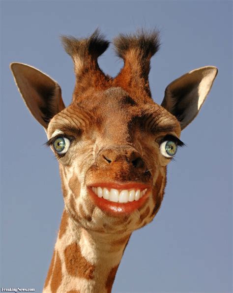 Sharks lose teeth each week. Smiling Giraffe Pictures - Freaking News