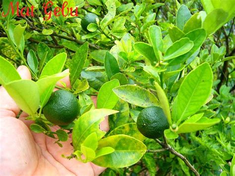 Limau kasturi ( citrus microcarpa). JOM KE FARMVILLE MAT GEBU!!..SIRI 2 - Dapur Tanpa Sempadan