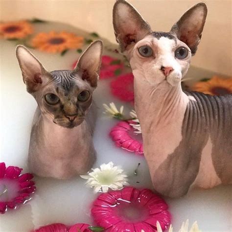 Sphynx Bath 🌸 Cute Cats Cat Aesthetic Sphynx Cat