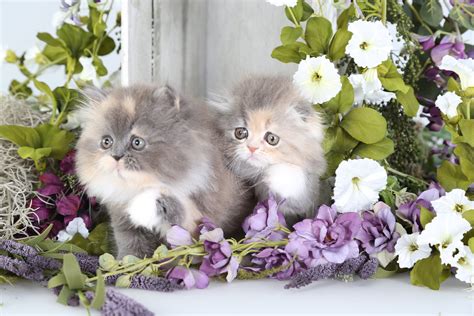 Kittens Kitten Cat Cats Baby Cute Wallpapers Hd Desktop And