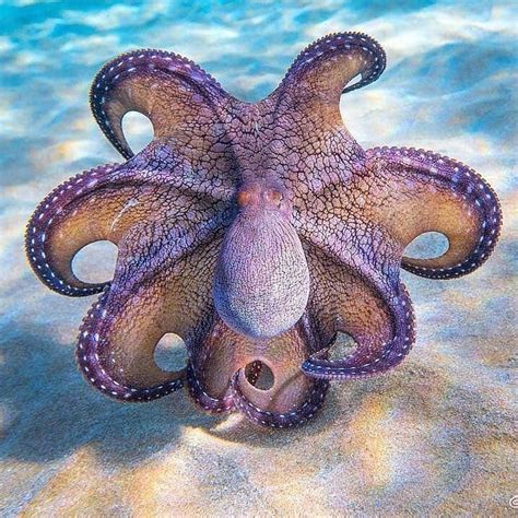 A Small Octopus In The Ocean Octopus Oceanlife Marine Life