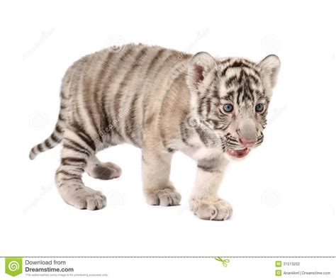 Tigre Del Blanco Del Beb Foto De Archivo Imagen De Bengala