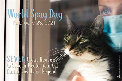 World Spay Day Seven Great Reasons To Spay Or Neuter Your Cat During