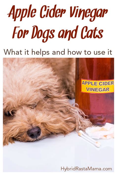 Apple Cider Vinegar For Dogs And Cats Apple Cider Vinegar Uses Apple