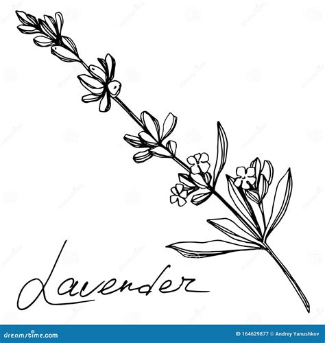 Vector Lavender Floral Botanical Flowers Black And White Engraved Ink