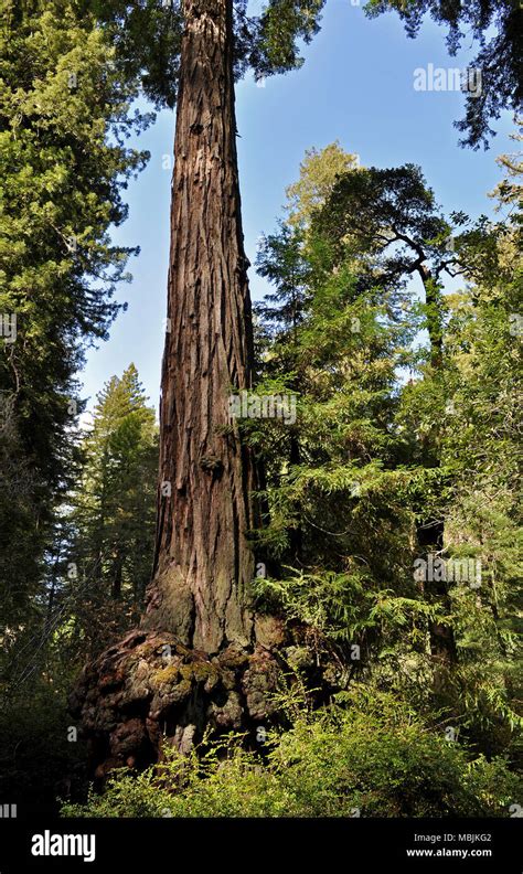 Coast Redwood Tree Sequoia Sempervirens Big Basin Redwoods State Park