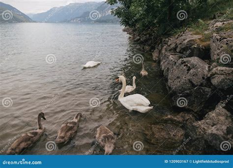 Beautiful Swans Floating In Mountain Lake Stock Image Image Of Trees