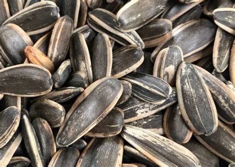 How To Eat Sunflower Seeds The Tech Edvocate