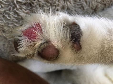 A growth on your dog's paw pad could be a keratoma. Strange growth on dog's paw