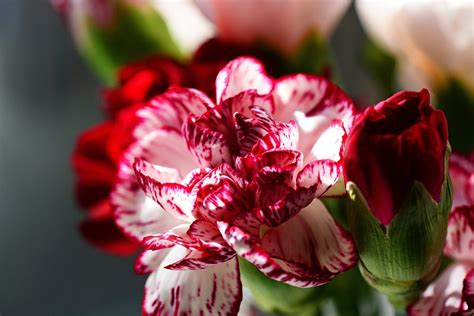 Carnation Cultivar Dianthus · Free Photo On Pixabay