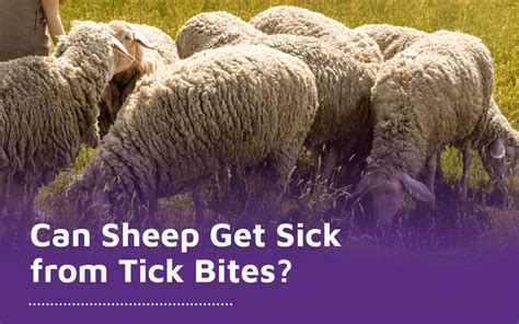 Can Sheep Get Sick From Tick Bites Diamond Hoof Care
