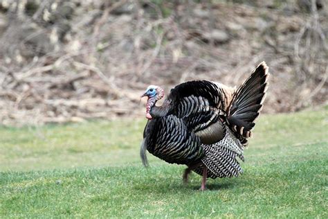 What Hunters Should Know About The 2020 Utah Spring Turkey Hunts