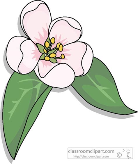Apple Blossoms Clipart Clipground