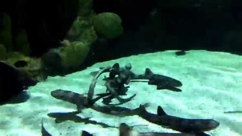 Two Sharks Fighting At The Sea Life Minnesota Aquarium At The Mall Of