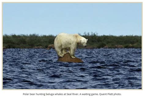 Bbcs One Planet Falsely Claims That Polar Bears Hunting Whales From
