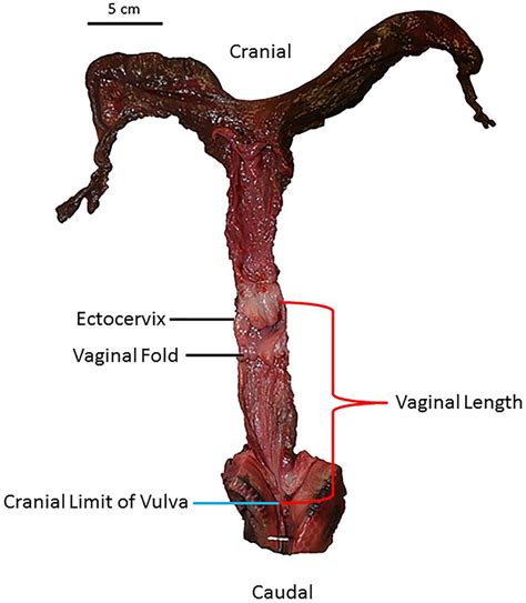 Vaginal Length Measurement Of An Adult Female Short Beaked Common Download Scientific Diagram