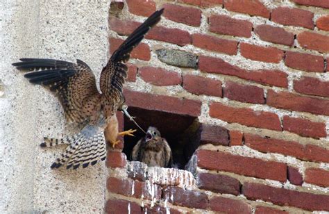 Garlasco Torna Il Rapace Che Mette In Fuga I Piccioni L Araldo