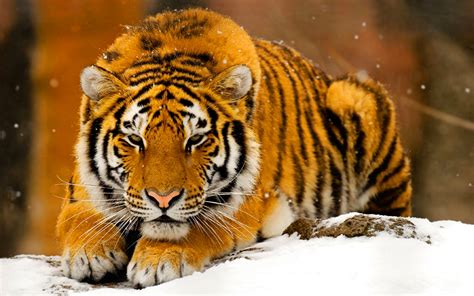 🔥 46 Snow Tiger Wallpaper Wallpapersafari