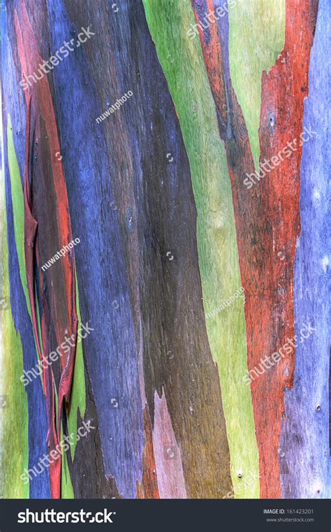 1818 Rainbow Eucalyptus Tree Images Stock Photos And Vectors Shutterstock