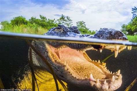 Masa Ushioda Captures American Alligator Close Ups In Everglades