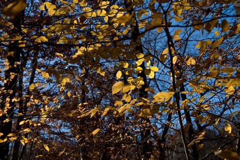 Rustling Leaves Flickr Photo Sharing