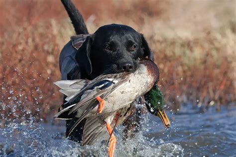 13 Best Hunting Dogs For Your Next Adventure