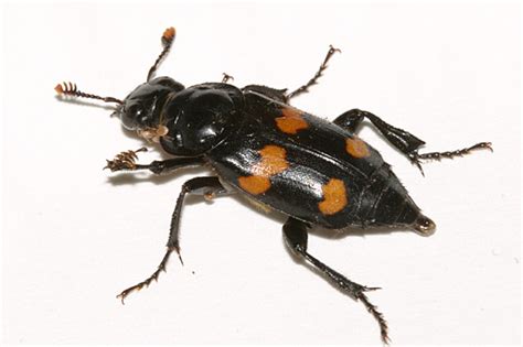 Sexton Beetle Nicrophorus Orbicollis Bugguidenet