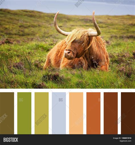 Highland Cow On The Isle Of Skye Scottish Highlands
